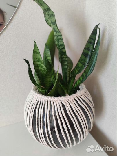 Сансевиерия щучий хвост