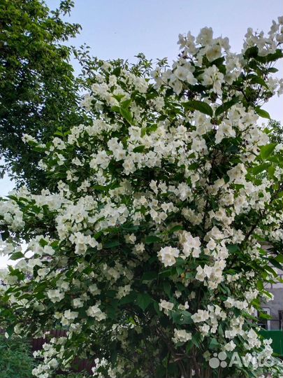 Жасмин многолетний