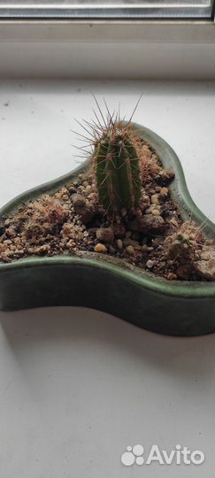 Кактусы и суккуленты + горшки для цветов