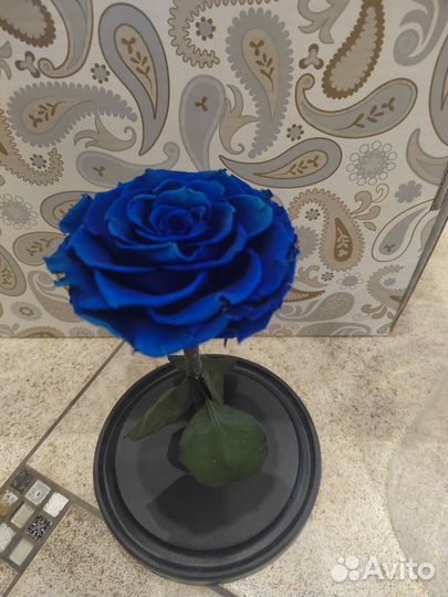 Синяя роза в колбе