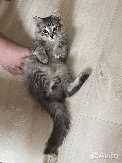 Котенок в добрые руки, мальчик.очень ласковый