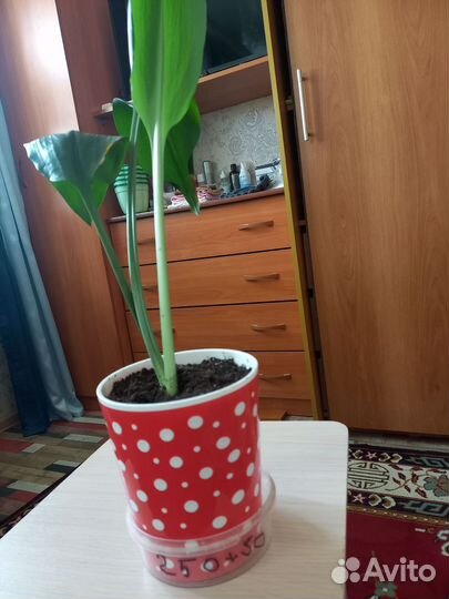 Эухарис амазонская Лилия