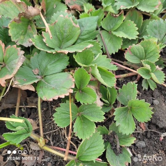 Рассада клубники