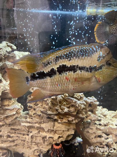 Рыбы цихлиды