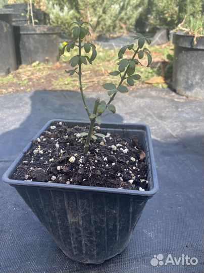 Жасмин голоцветковый