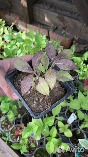 Укорененные черенки кустарников, многолетников