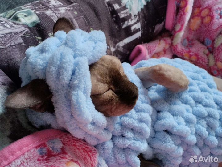 Одежда для животных