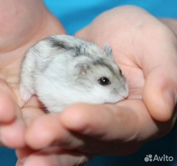 Джунгарский хомяк