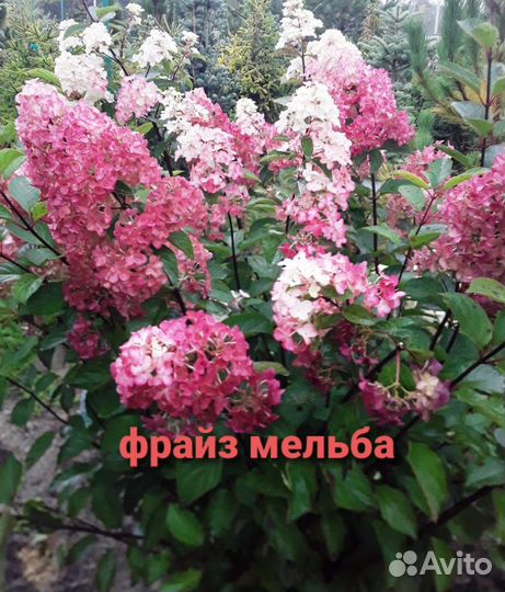 Гортензия саженцы