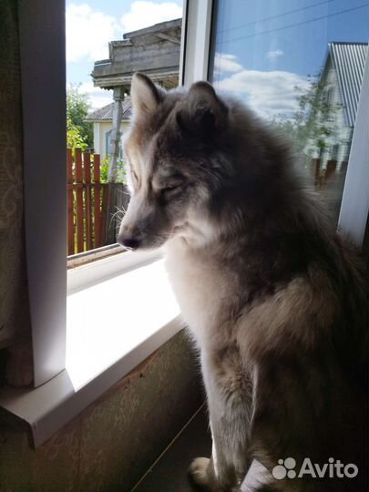 Сибирский хаски вязка