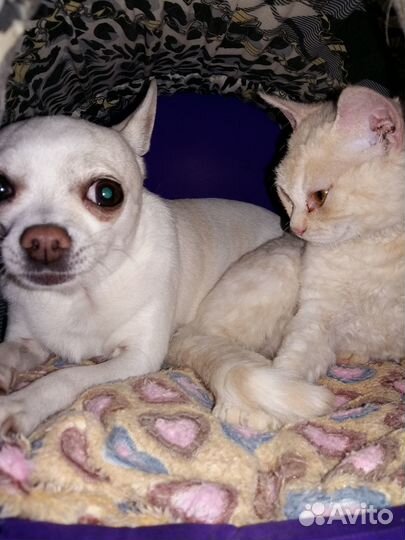 Домик для мелкого животного