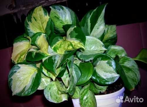 Эпипремнумы сортовые