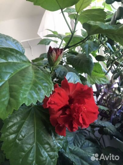 Гибискус махровый