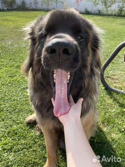 Леонбергер