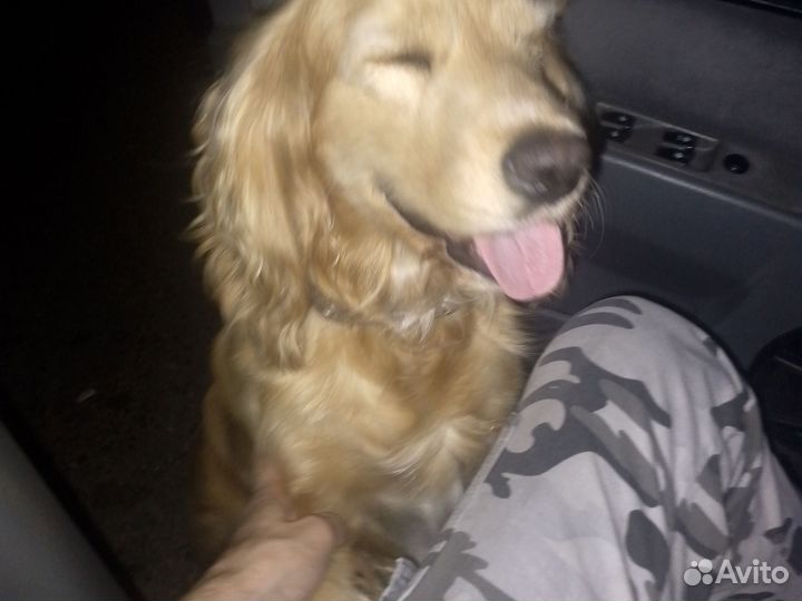 Найдена собака