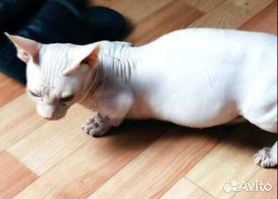 Канадский сфинкс бамбино