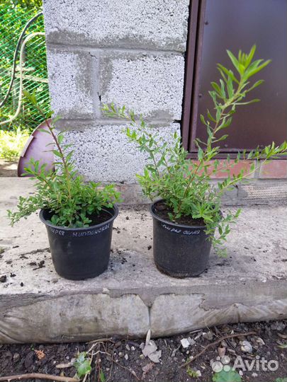 Декоративные кустарники