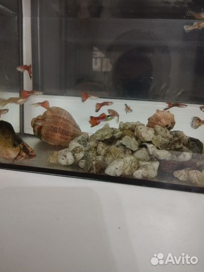 Рыбы гупики