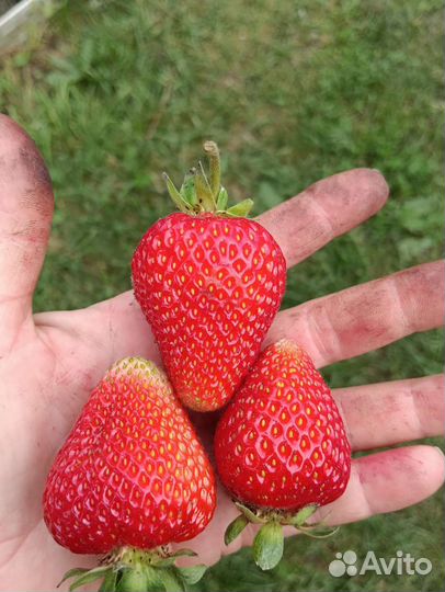 Рассада Клубники ремонтантная Альбион