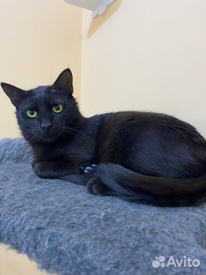 Добрейший и скромнейший котик Сёма ищет дом