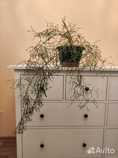 Хатиора - брызги шампанского. Большой куст