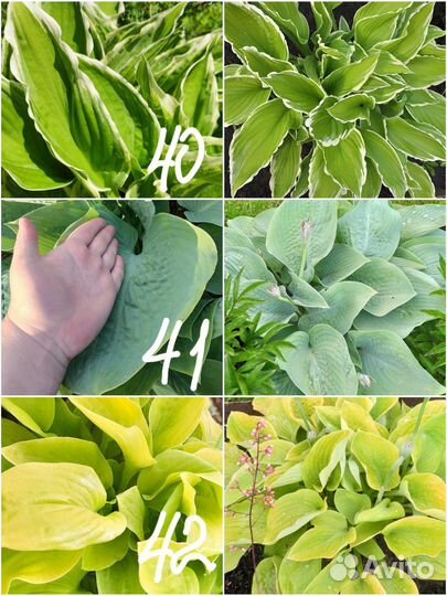 Многолетние цветы для сада