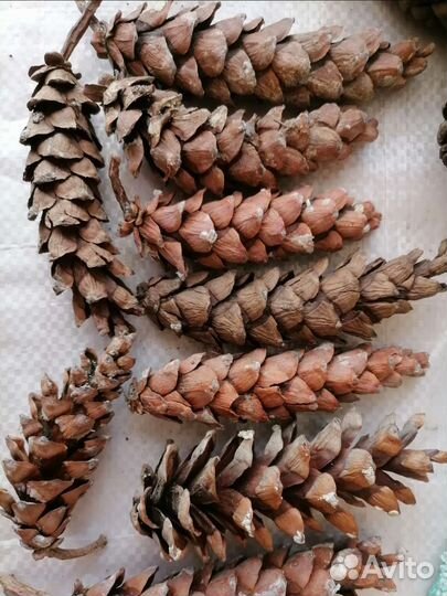 Шишки сосны Веймутова