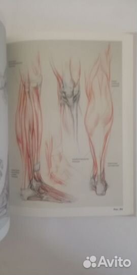 Анатомия Дудиева