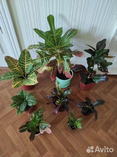 Комнатные цветы кротон