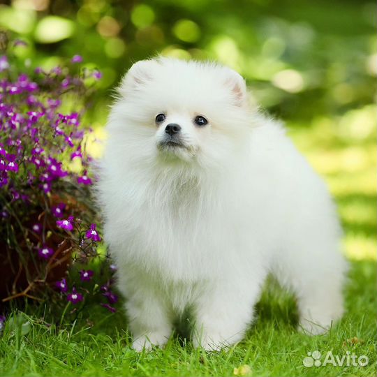 Померанский шпиц