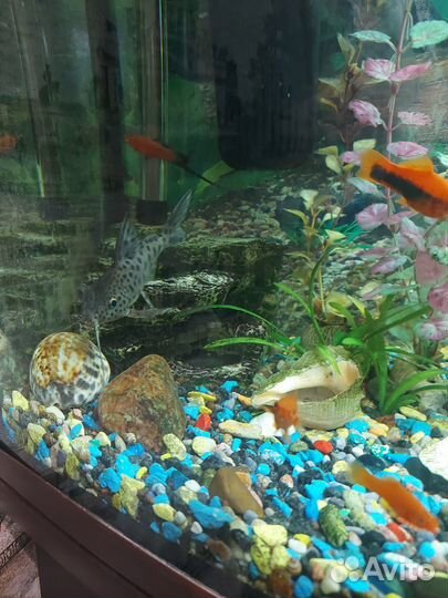 Аквариумные рыбки