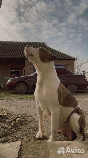 Щенки стаффорда девочка