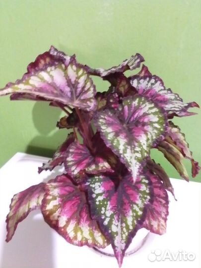 Бегонии королевская Merry Christmas и Бауэра