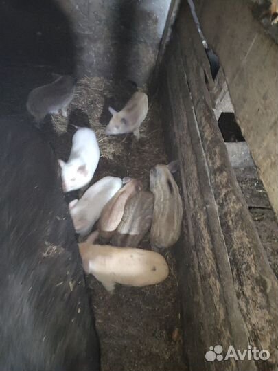 Продаются поросята