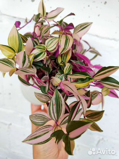 Традесканция роза триколор