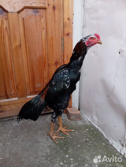 Бойцовый петя