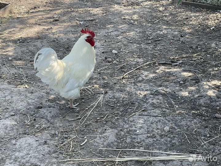 Продаю петуха и курочку породы Бресс Гальская