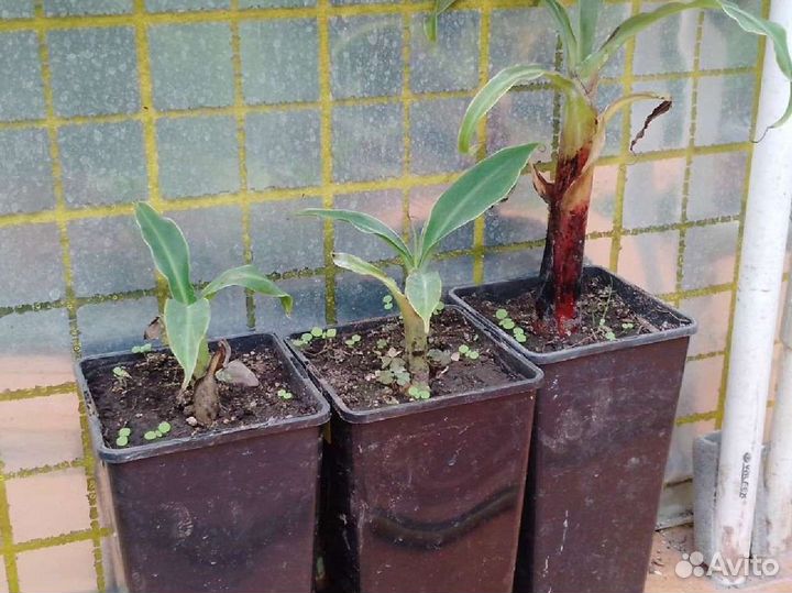 Банан комнатный плодоносящий