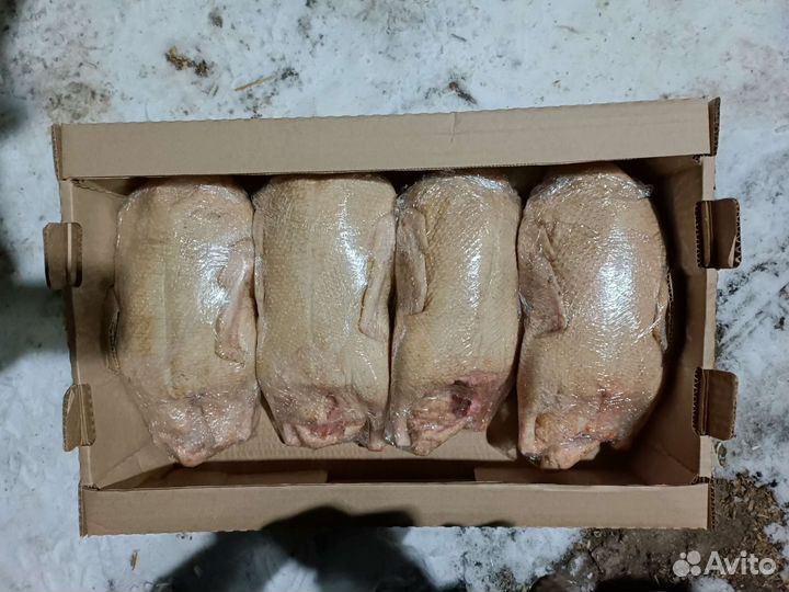 Мясо гуся, бройлер, утка, мулард