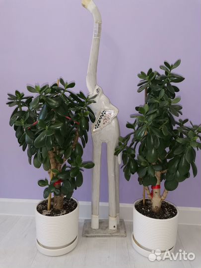 Денежное дерево 