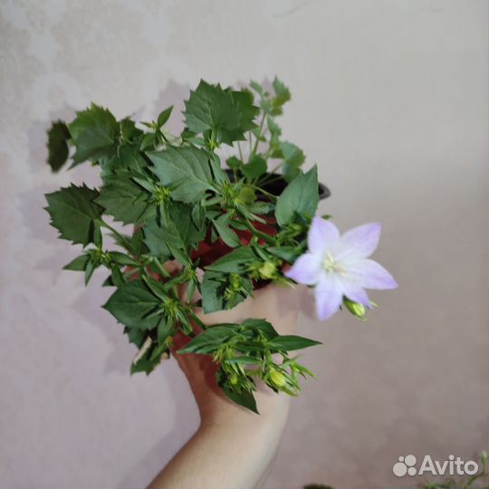 Кампанулы, жених и невеста, глоксинии