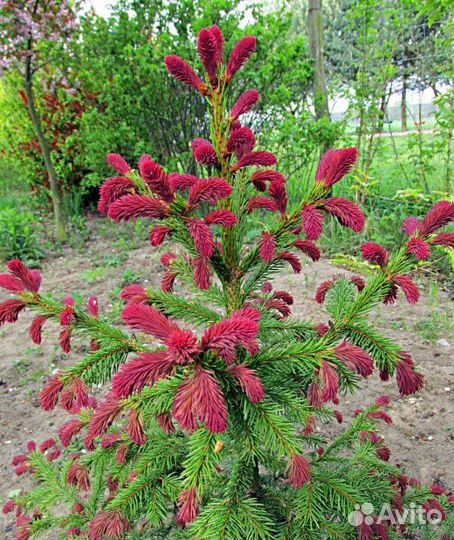 Ели рыдал, белобок, хупси, акракона