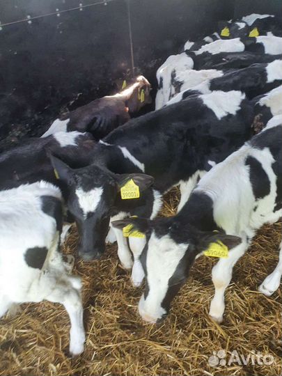 Бычки телята