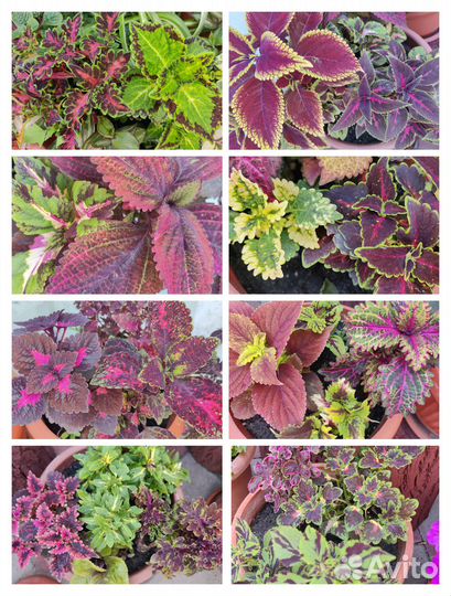 Колеусы вегетативные