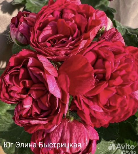 Пеларгония -герань