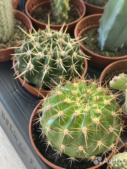 Комнатные цветы кактус эчеверия