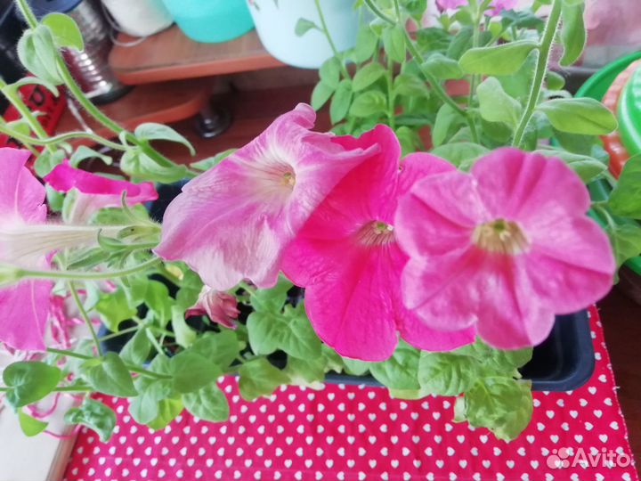 Рассада петуньи