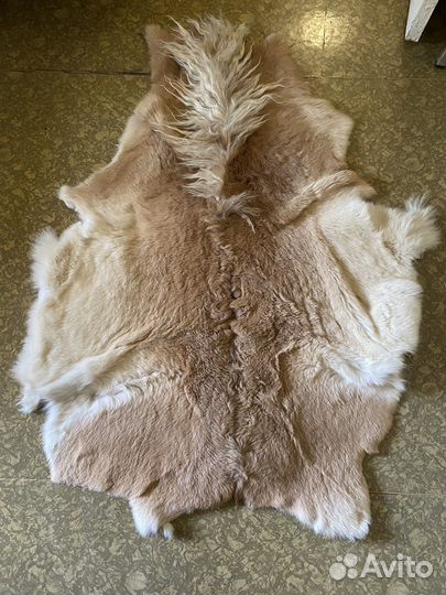 Шкура Лошади (Коня)