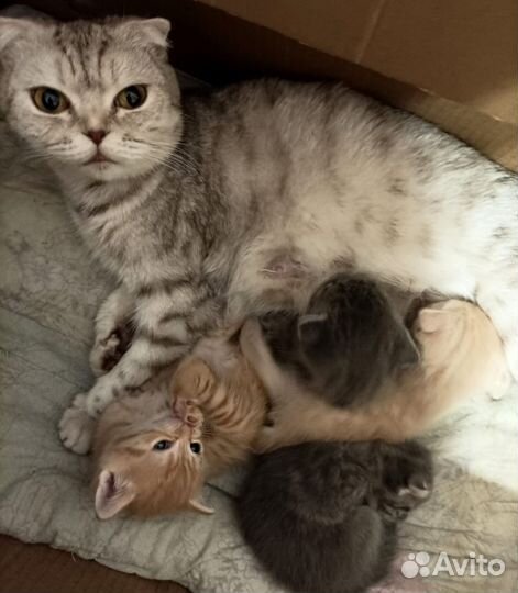 Кошки породистые