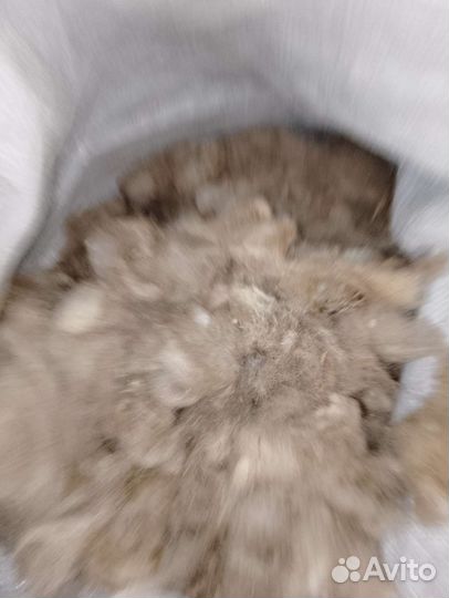 Шерсть овечья немытая